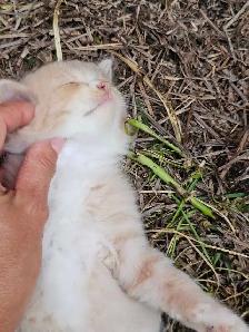 British Ragdoll - Photo 7
