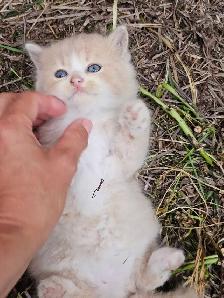 British Ragdoll - Photo 8