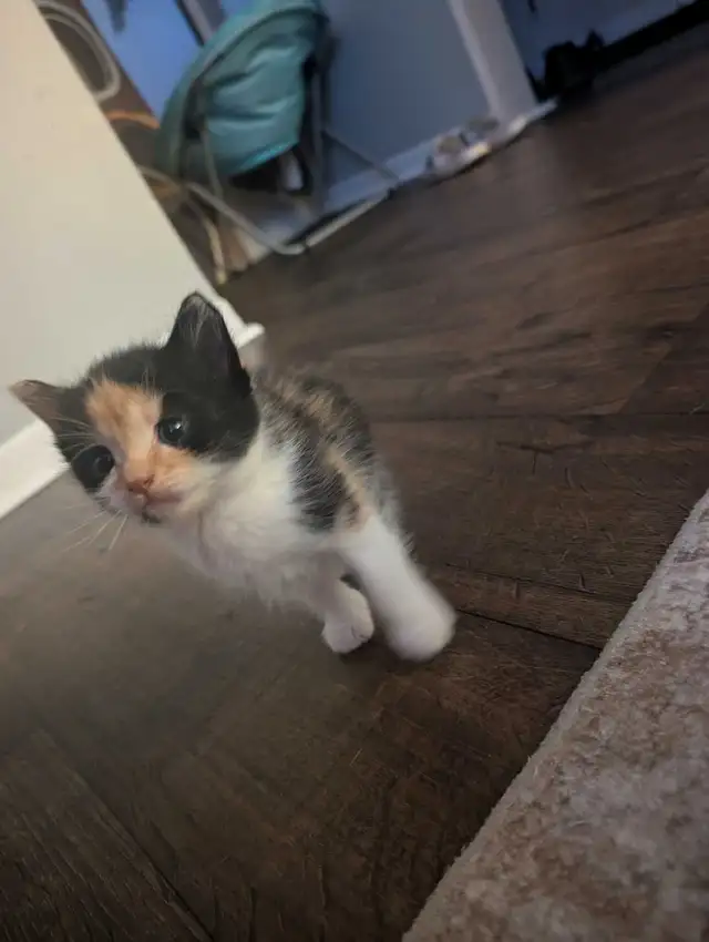 Kittens brindle/Calico