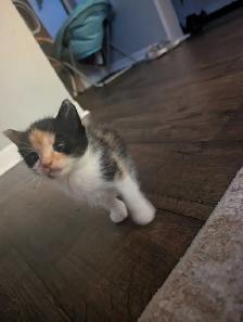Kittens brindle/Calico