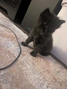 Kittens brindle/Calico - Photo 2