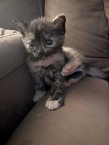 Kittens brindle/Calico - Photo 3