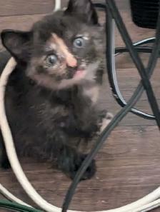 Kittens brindle/Calico - Photo 4