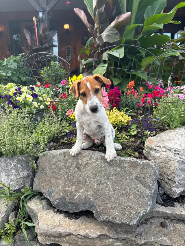 4- month old Jack Russell puppy