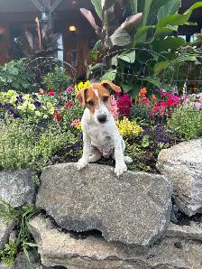4- month old Jack Russell puppy