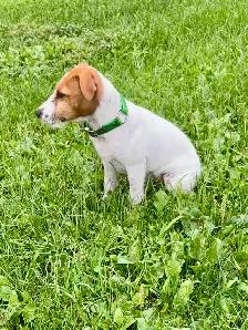 4- month old Jack Russell puppy - Photo 2