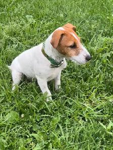 4- month old Jack Russell puppy - Photo 3