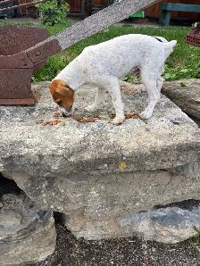 4- month old Jack Russell puppy - Photo 4