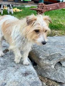 4- month old Jack Russell puppy - Photo 5