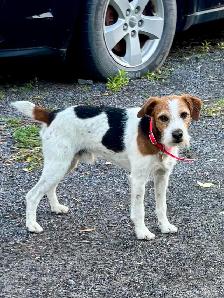 4- month old Jack Russell puppy - Photo 6