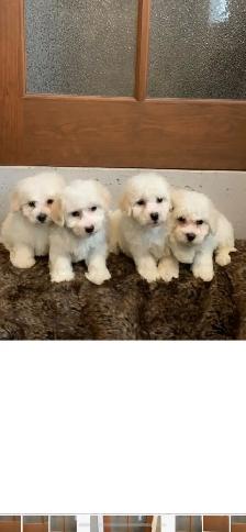 Bichon puppies