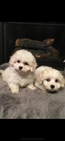 Bichon puppies - Photo 2