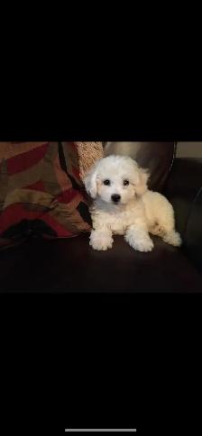 Bichon puppies - Photo 3