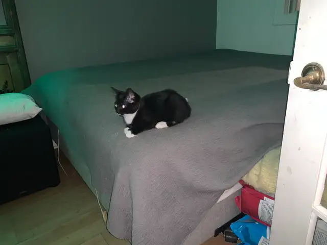 (microchipped & registered) Scottish straight kitten