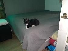 (microchipped & registered) Scottish straight kitten