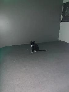 (microchipped & registered) Scottish straight kitten - Photo 2