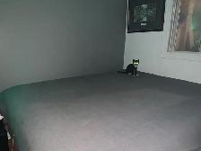 (microchipped & registered) Scottish straight kitten - Photo 3