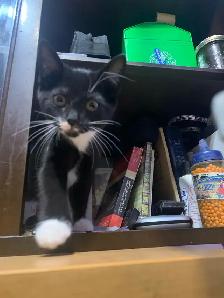 (microchipped & registered) Scottish straight kitten - Photo 4