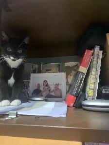 (microchipped & registered) Scottish straight kitten - Photo 5