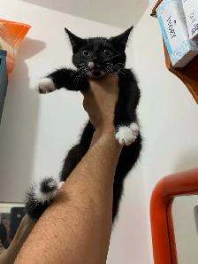 (microchipped & registered) Scottish straight kitten - Photo 6