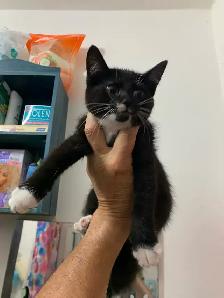(microchipped & registered) Scottish straight kitten - Photo 7