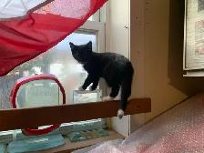 (microchipped & registered) Scottish straight kitten - Photo 9