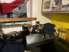(microchipped & registered) Scottish straight kitten - Photo 10