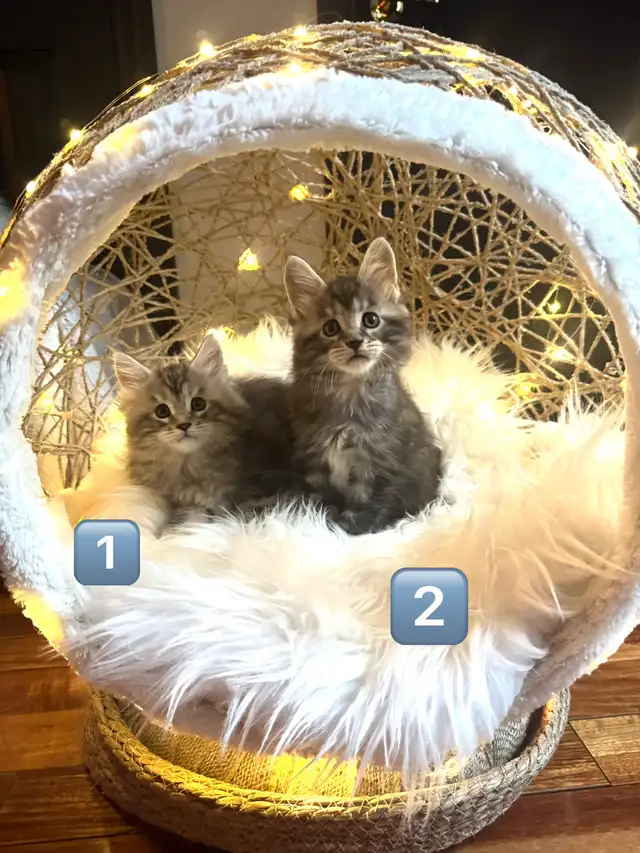 Chatons Maine Coon enregistrer