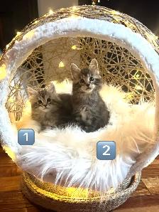 Chatons Maine Coon enregistrer