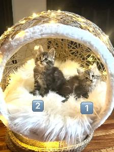 Chatons Maine Coon enregistrer - Photo 2