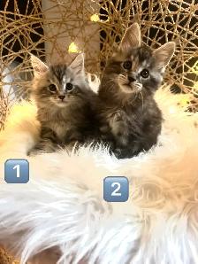 Chatons Maine Coon enregistrer - Photo 3