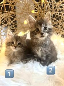Chatons Maine Coon enregistrer - Photo 4