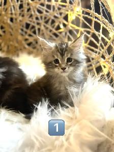 Chatons Maine Coon enregistrer - Photo 5
