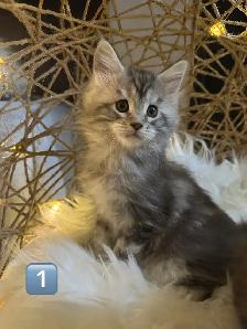 Chatons Maine Coon enregistrer - Photo 6