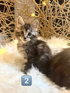 Chatons Maine Coon enregistrer - Photo 7