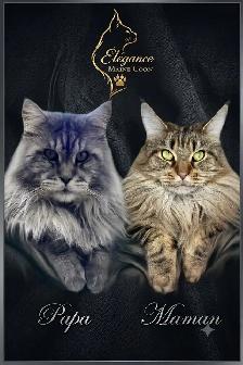 Chatons Maine Coon enregistrer - Photo 8
