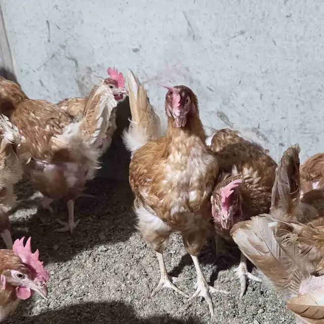 novogen brown chicken