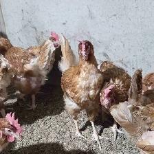 novogen brown chicken