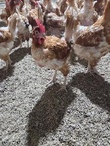 novogen brown chicken - Photo 2
