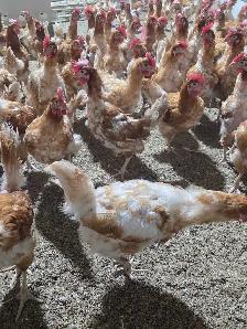 novogen brown chicken - Photo 3