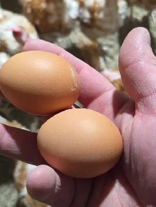 novogen brown chicken - Photo 4