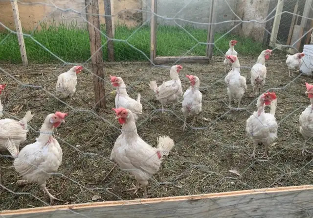 laying hens
