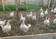 laying hens