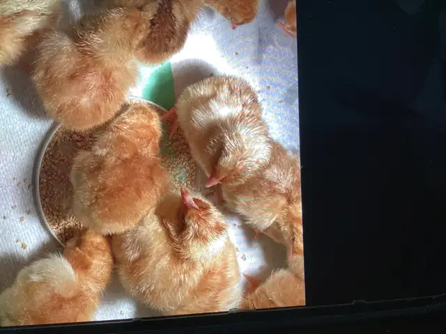 Day old chicks