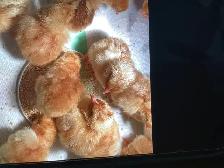Day old chicks