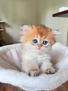 Adorable Golden British Longhair Boy/kitten with a sweet heart