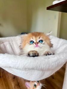 Adorable Golden British Longhair Boy/kitten with a sweet heart - Photo 2