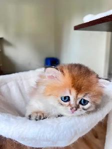 Adorable Golden British Longhair Boy/kitten with a sweet heart - Photo 3