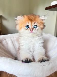 Adorable Golden British Longhair Boy/kitten with a sweet heart - Photo 4