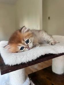 Adorable Golden British Longhair Boy/kitten with a sweet heart - Photo 5
